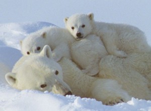 動物大好き！そこで絶滅寸前の動物をまとめてみた。