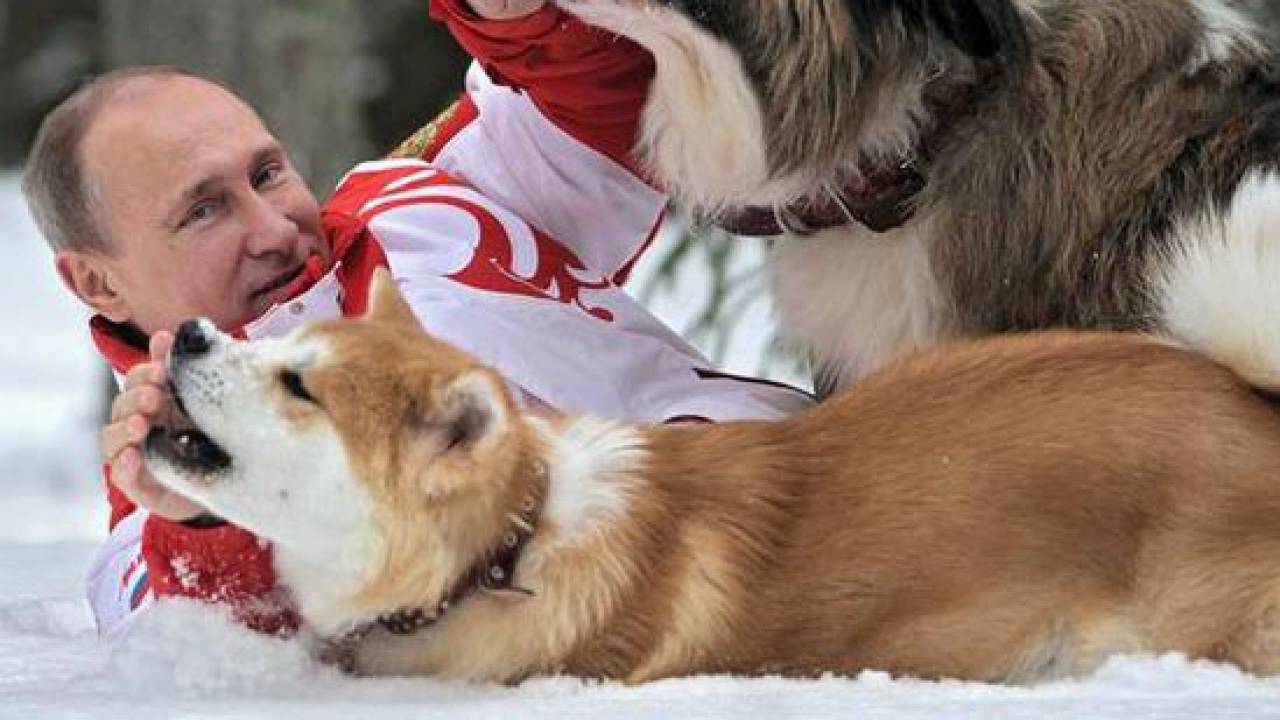 秋田犬のゆめちゃんがプーチン大統領になつく姿が可愛すぎて悶絶！