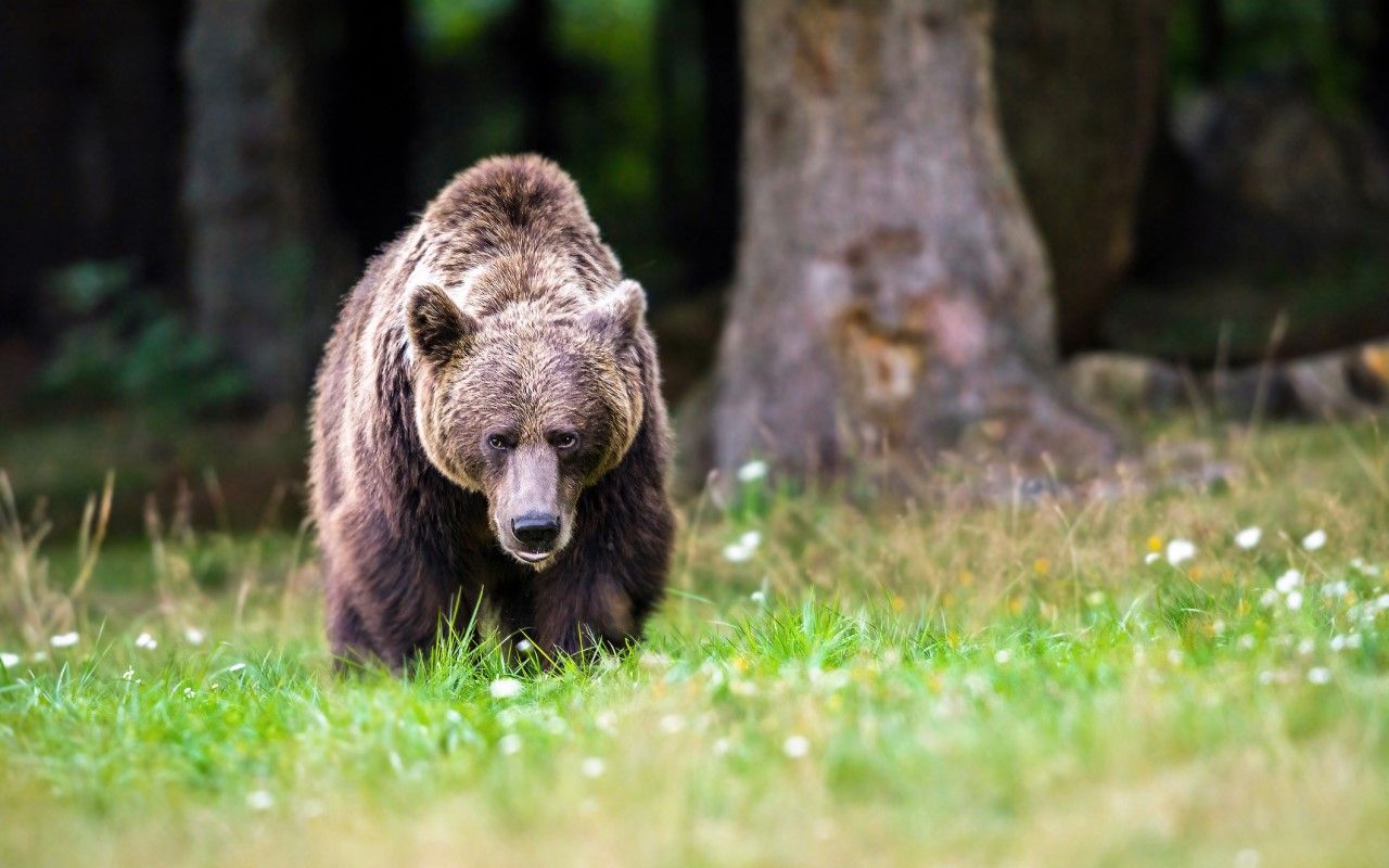 日本と世界で起こったクマによる死亡事件まとめ