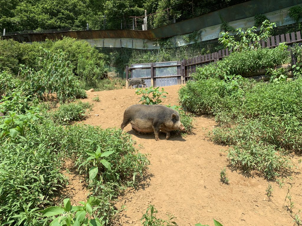 天才！志村どうぶつ園で東筑波ユートピアが大炎上！？園長のずさんな問題行動が浮き彫りに