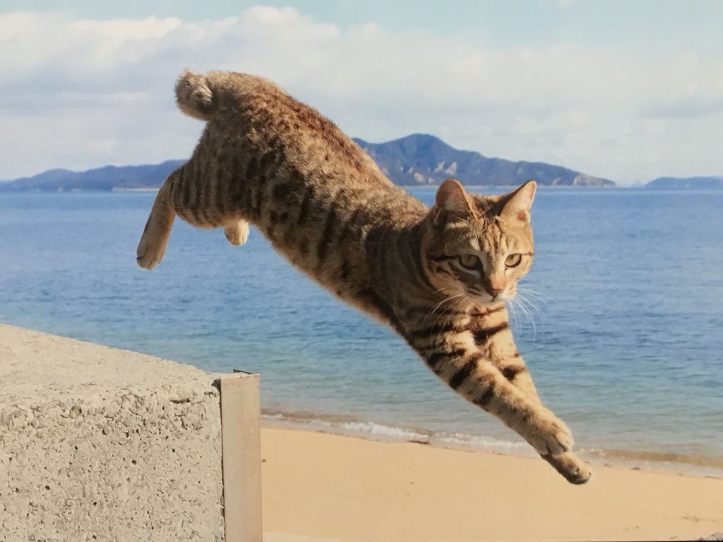 「タモリ倶楽部」の撮影会で「飛び猫」の写真が話題に！躍動感のある姿が超可愛い！