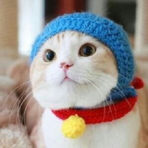 爆笑 面白可愛い猫画像まとめ 癒し Renote リノート
