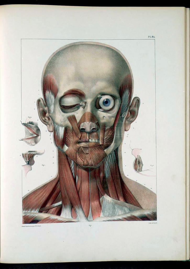 【閲覧注意】西洋の人体解剖図・その2（1700～1800年代）