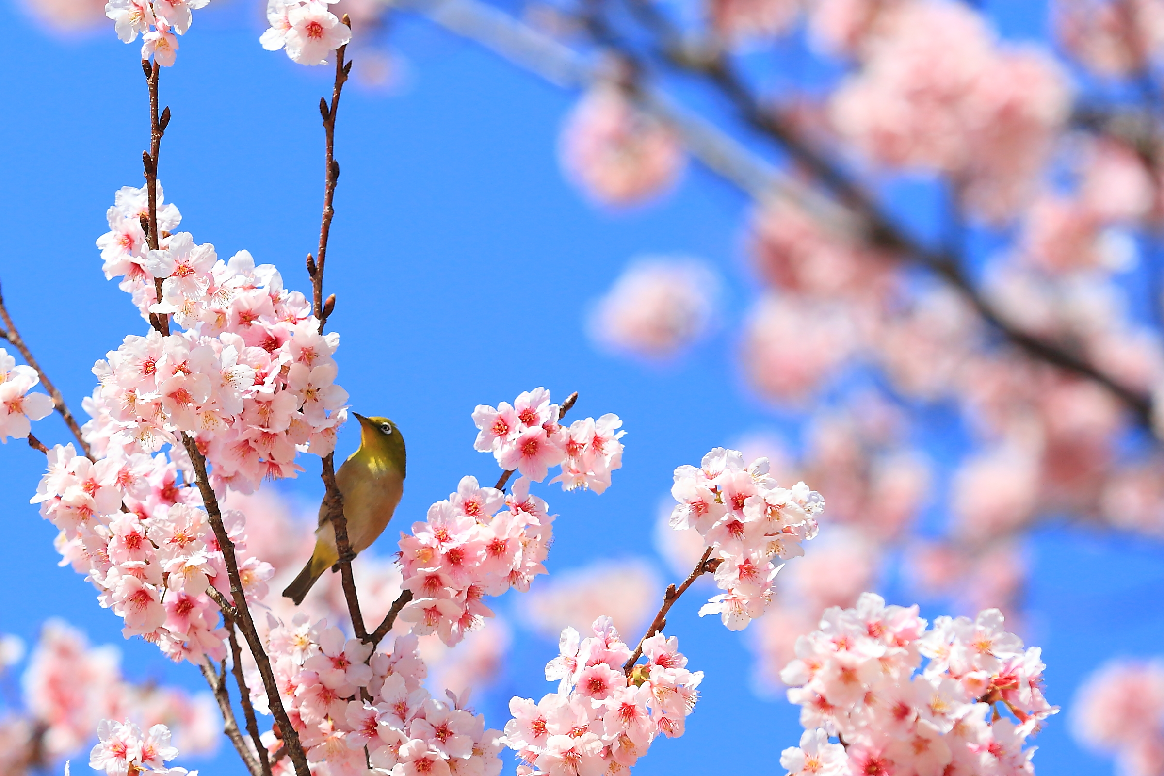 【桜ソングは名曲いっぱい!!】 タイトルが「桜」の曲から気になったものをPickup！